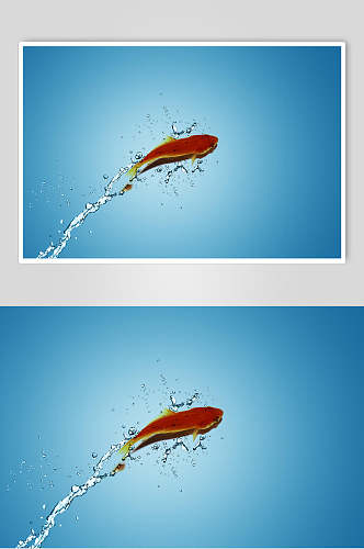 斗鱼图片游泳的鱼摄影视觉图