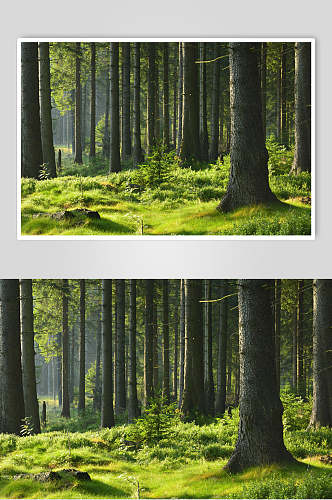 绿野仙踪原始森林图片