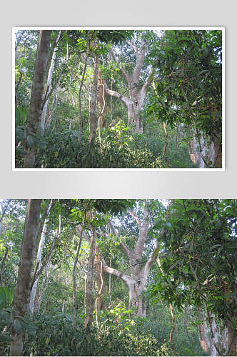 茂盛的原始森林摄影图片