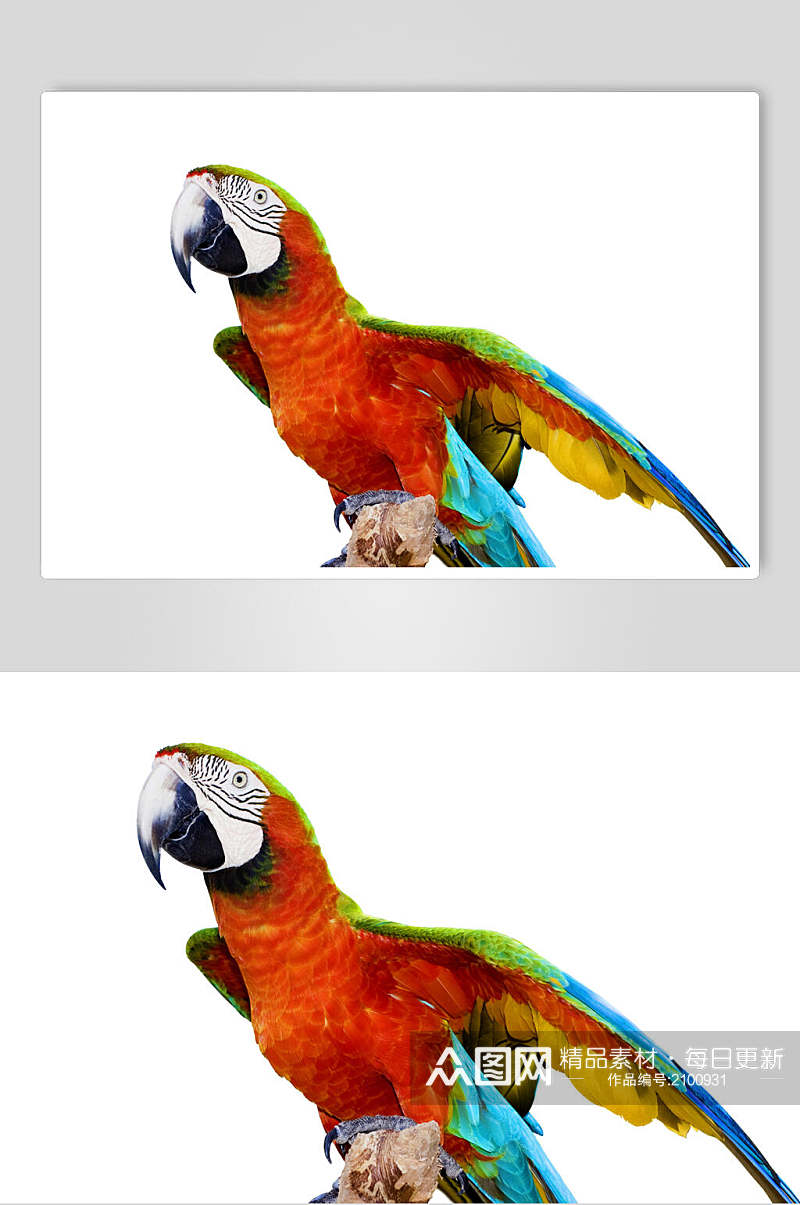 色彩绚丽鹦鹉高清图片素材