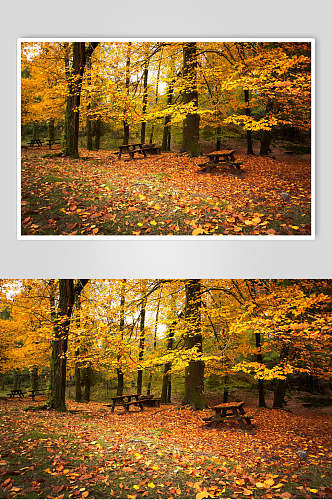 秋天落叶风景图片森林木椅摄影视觉图