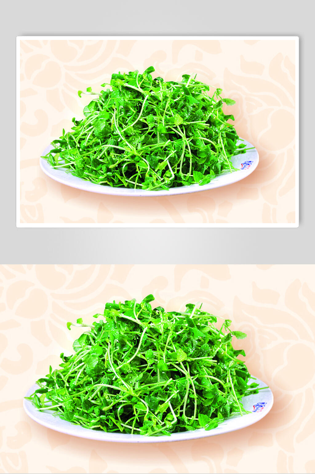 有机豆苗摄影图片素材