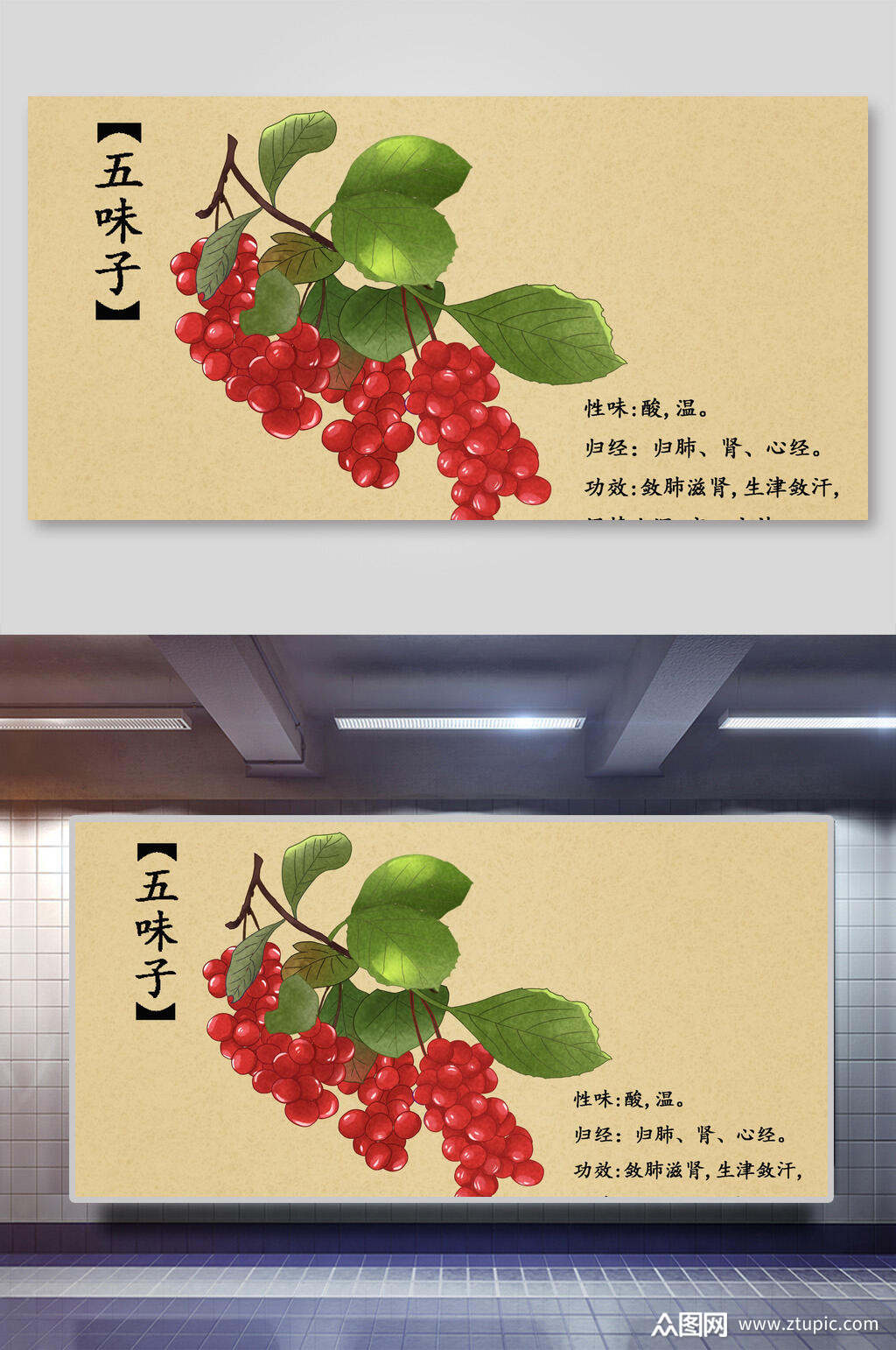 五味子本草纲目中草药介绍展板素材