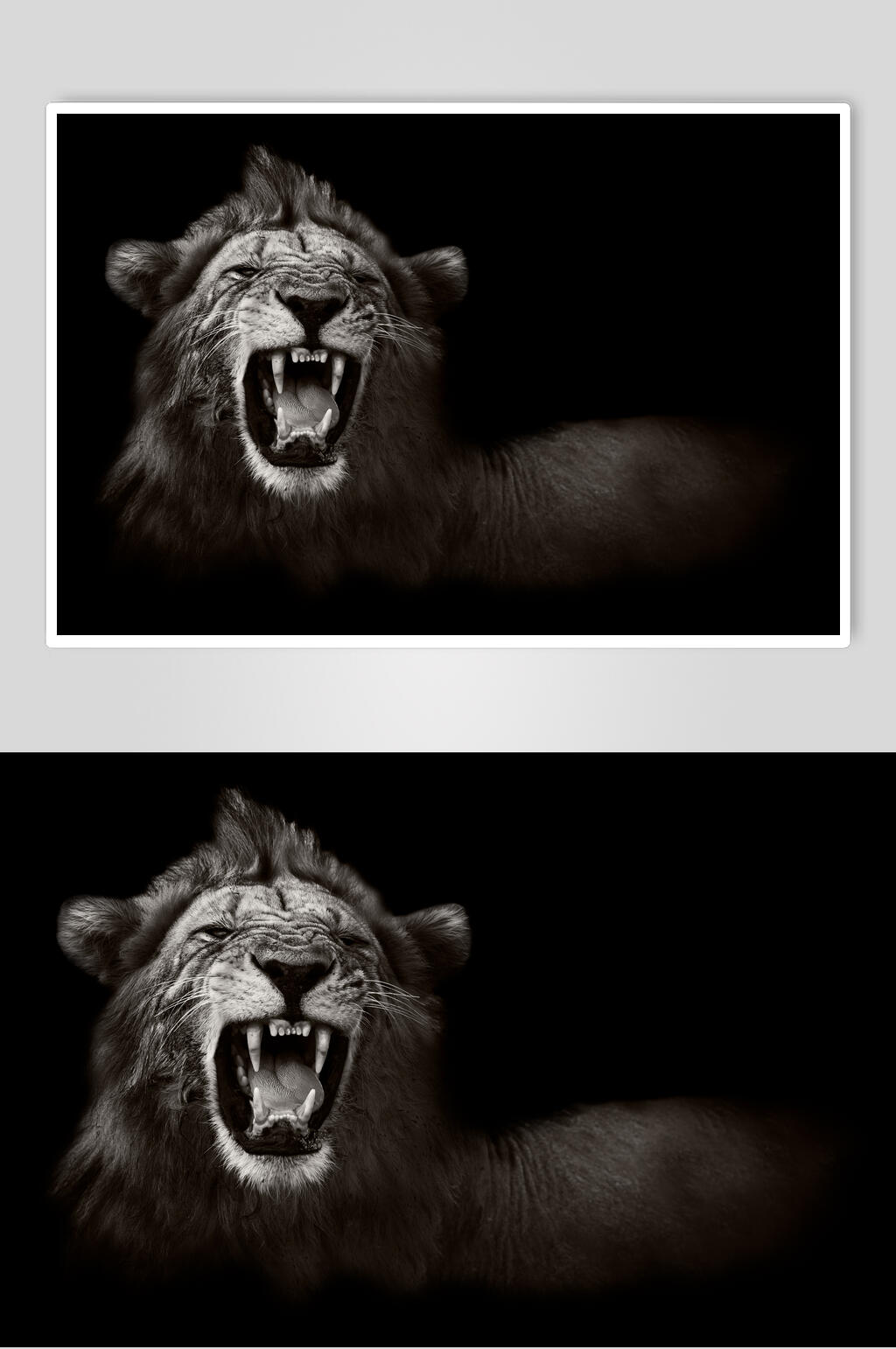 黑白狮子怒吼图片