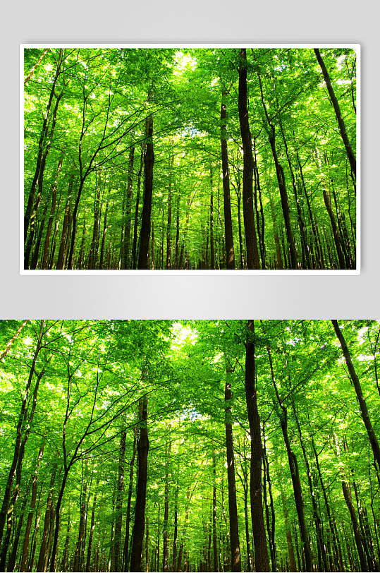 阳光绿意原始森林图片