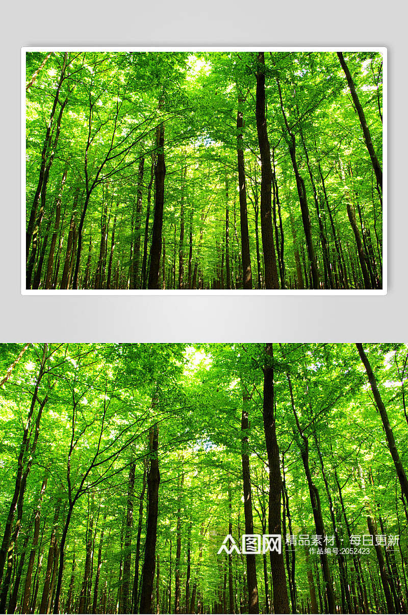 阳光绿意原始森林图片素材