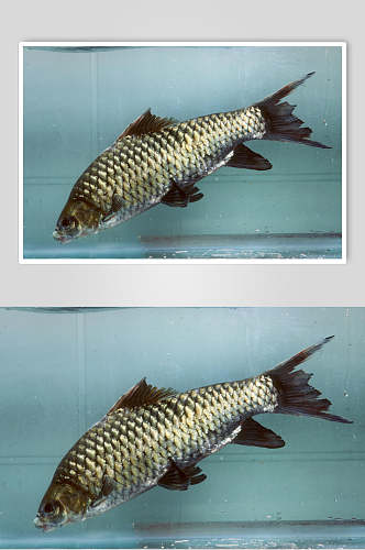 千岛湖野生大鲫鱼食品图片