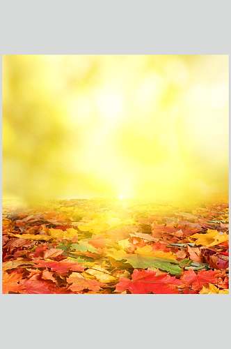 秋天落叶风景图片秋叶阳光灿烂