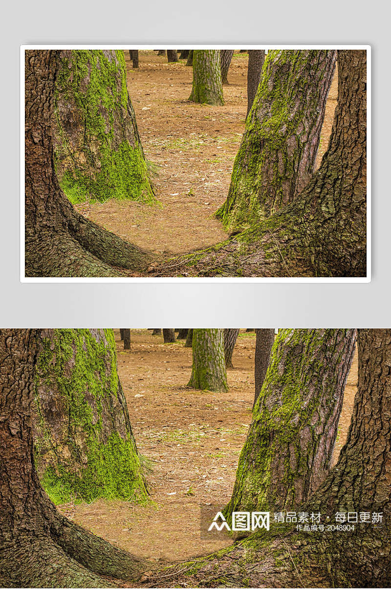 原始森林大树根摄影图片素材