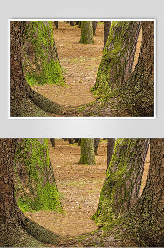 原始森林大树根摄影图片