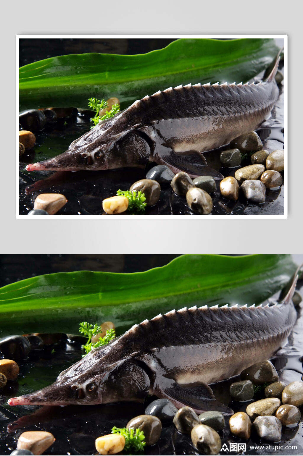 豉汁中华鲟美食摄影图片素材