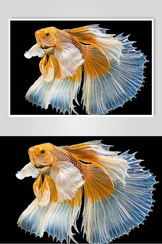 斗鱼视频-斗鱼视频素材-斗鱼视频模板下载-众图网