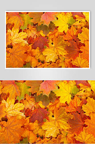 秋天落叶风景图片两联黄色落叶摄影图