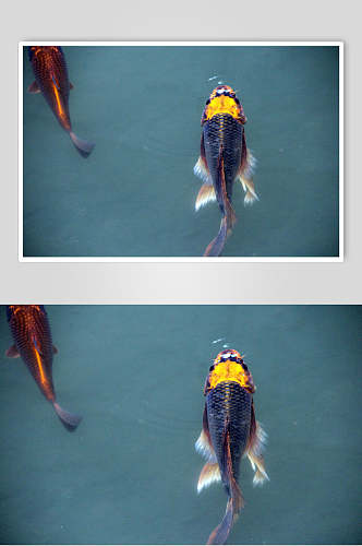 观赏鱼图片两只金鱼特写摄影图