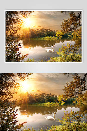 秋天落叶风景图片两联湖水和天鹅