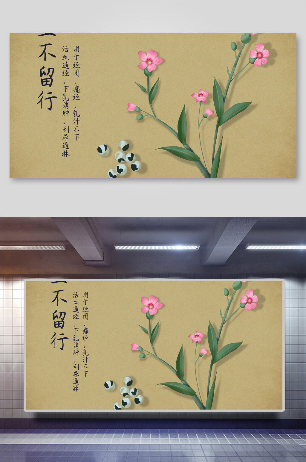一不留行本草纲目中草药介绍展板素材