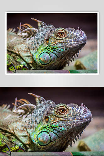 变色龙蜥蜴图片两只蜥蜴头部特写摄影图