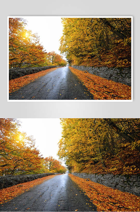 秋天落叶风景图片两联公园大路摄影图