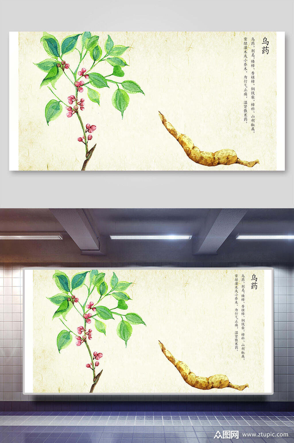 乌药本草纲目中草药介绍展板素材