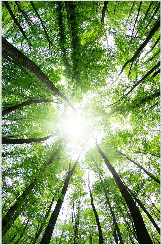 高清原始森林中心聚拢构图图片