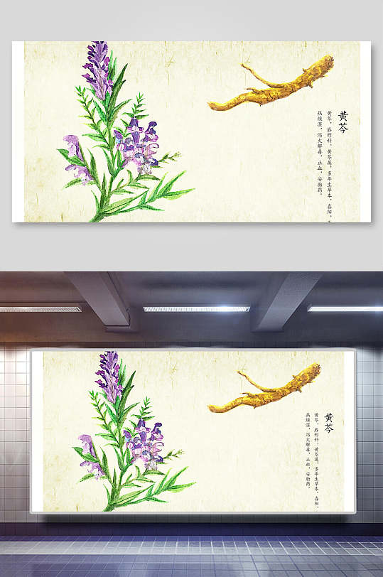 黄芩本草纲目中草药介绍展板