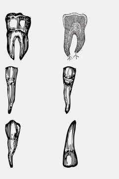 牙齿解剖学人体构造免抠元素
