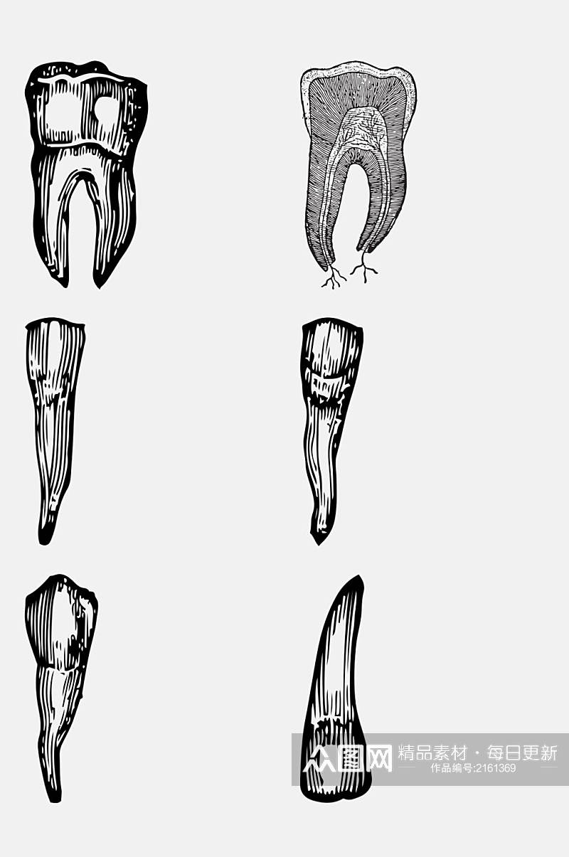 牙齿解剖学人体构造免抠元素素材