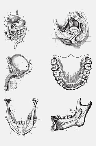 而过牙齿解剖学人体构造免抠元素