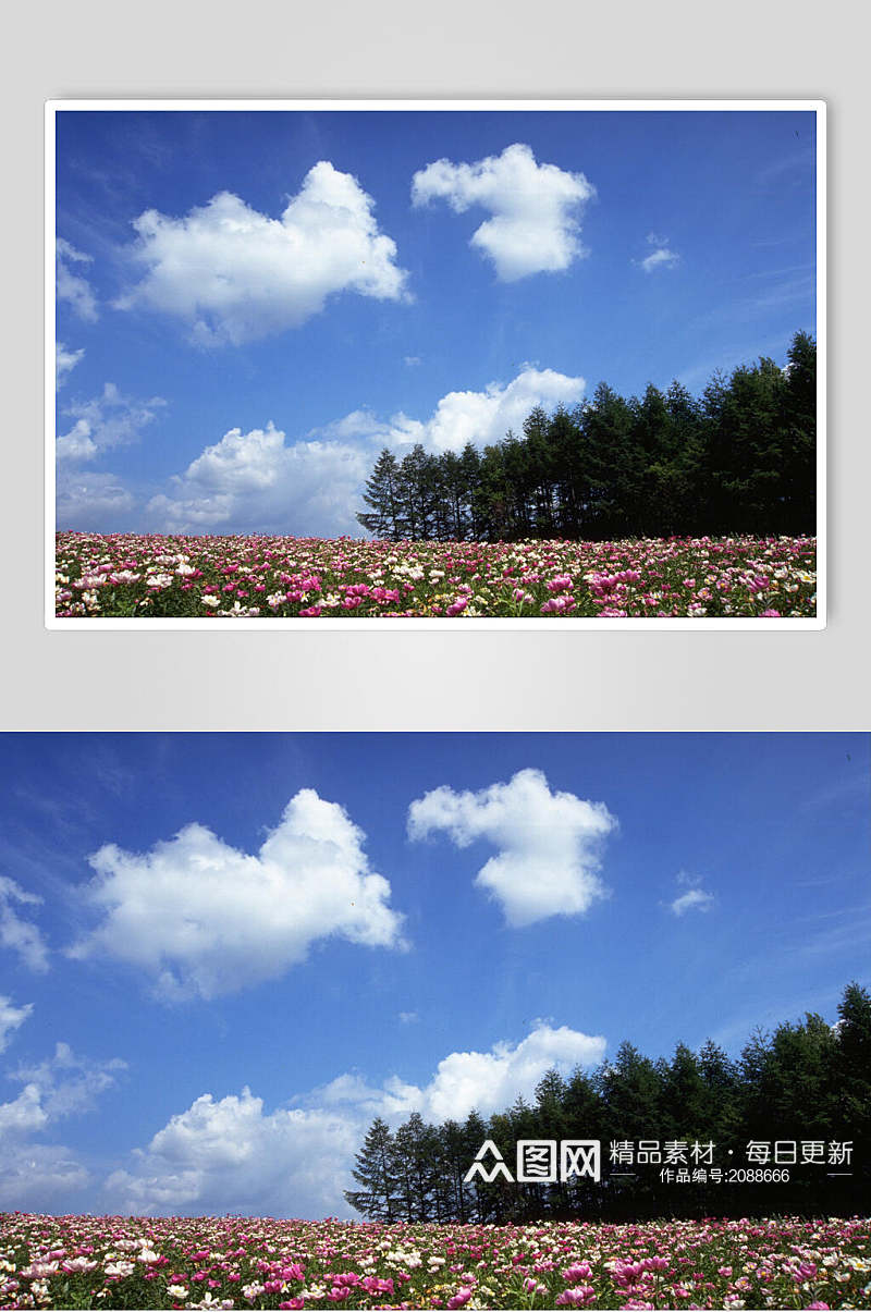 花卉天空高清图片素材