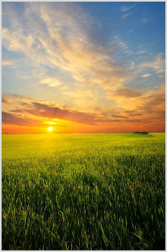 清新绿色麦田朝霞晚霞风景图片