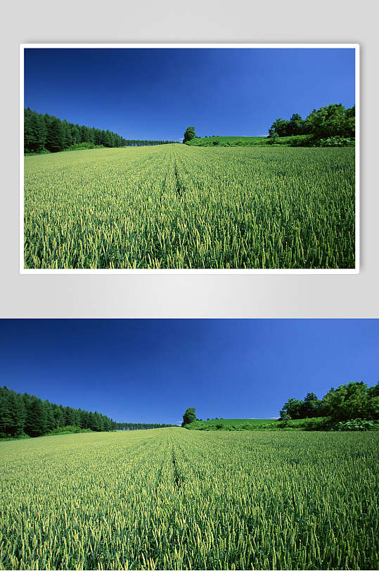 绿色麦田天空高清图片