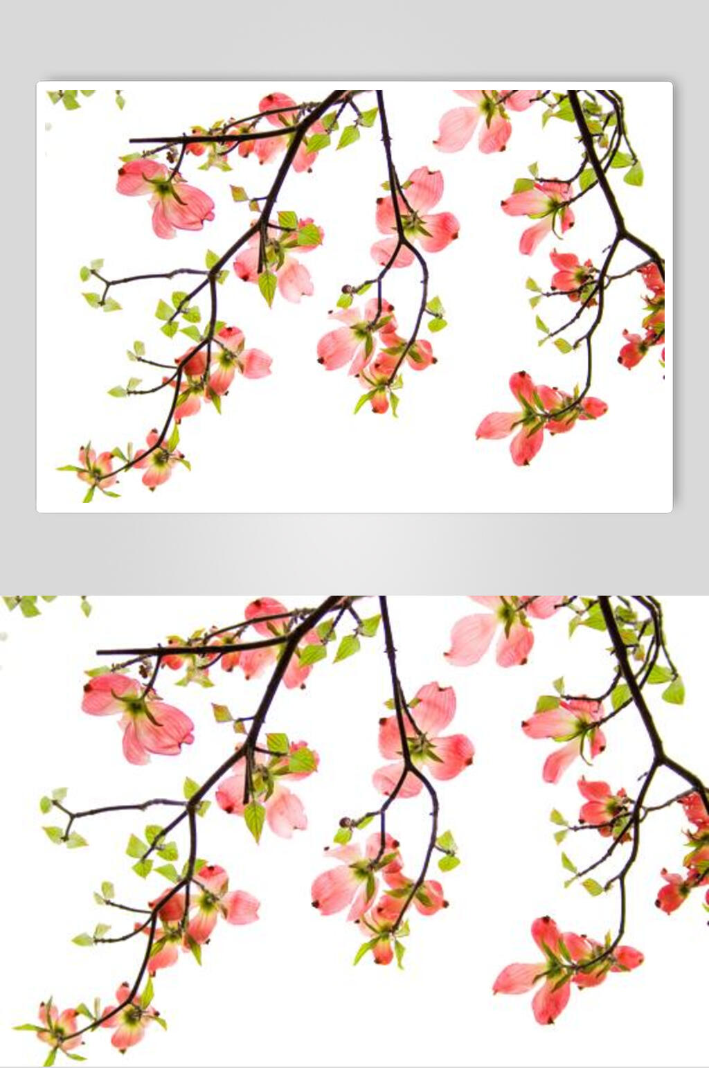 清新春季桃花素材素材