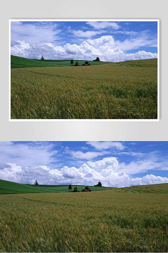 麦穗天空风景图片