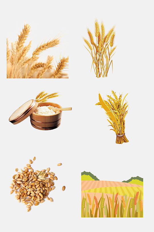 麦穗小麦大米高粱免抠元素