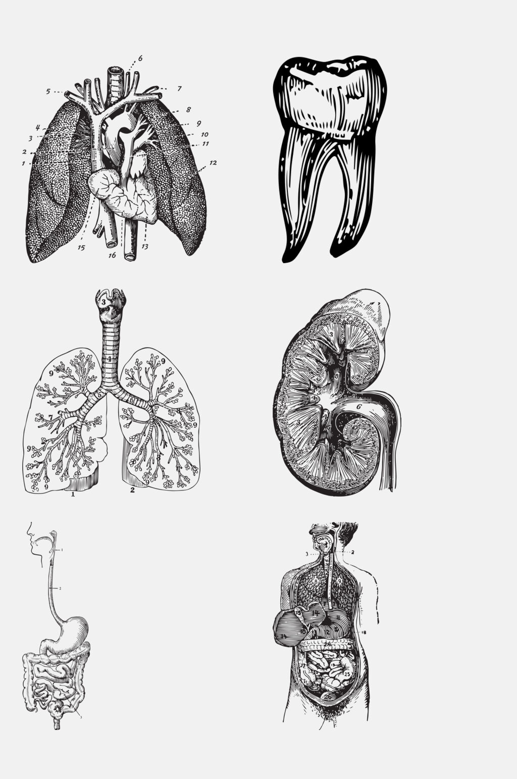 创意解剖学人体构造免抠元素素材