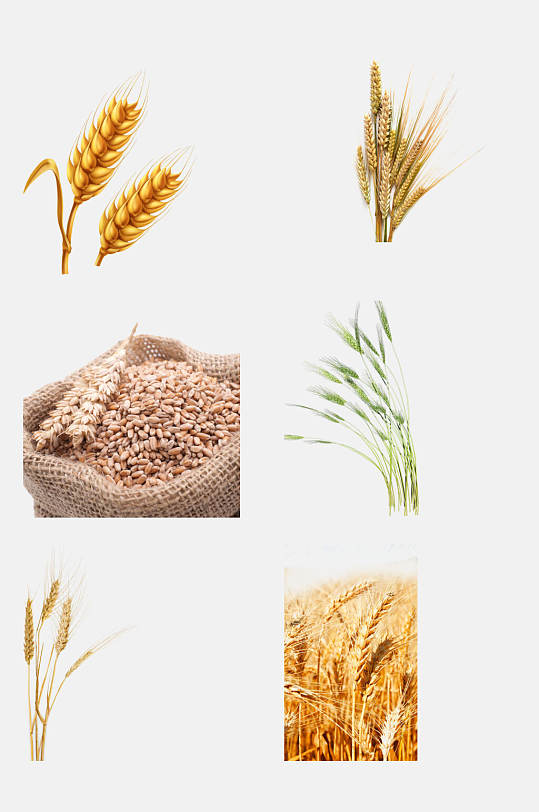 清新麦穗小麦大米高粱免抠元素