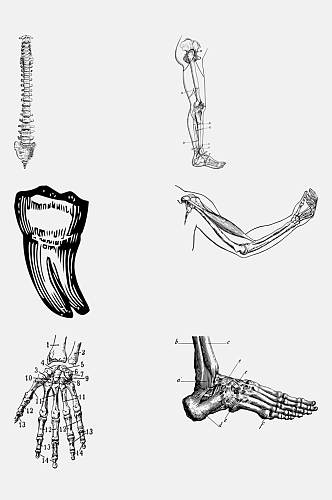 骨关节解剖学人体构造免抠元素