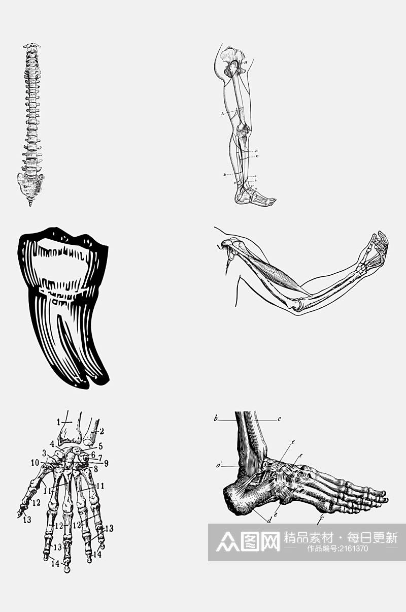 骨关节解剖学人体构造免抠元素素材