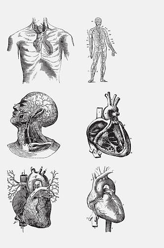手绘灰色解剖学人体构造免抠元素