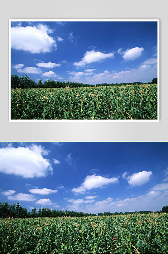 玉米地天空风景图片