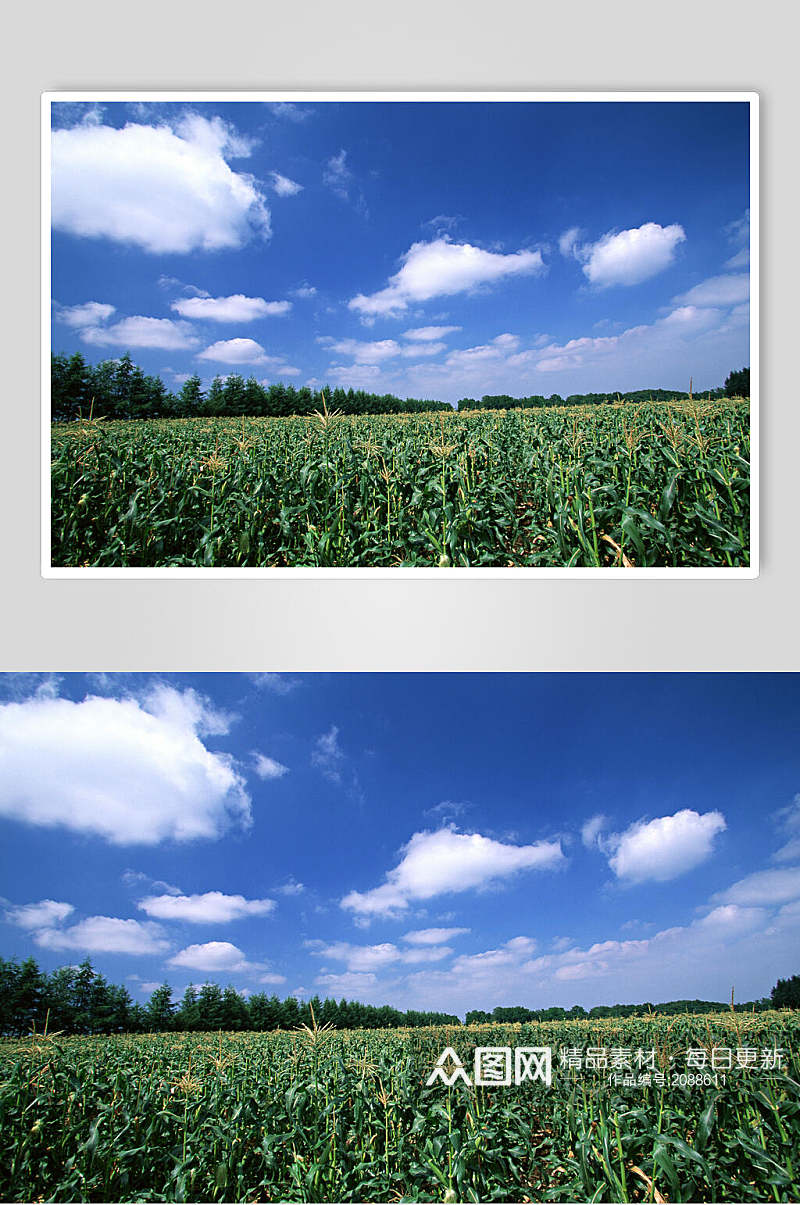 玉米地天空风景图片素材