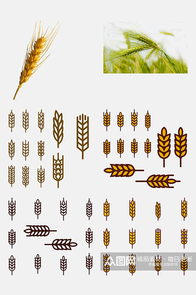 手绘小麦大米高粱免抠元素素材