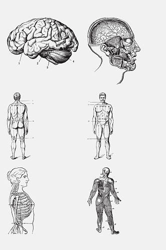 手绘解剖学人体构造免抠元素