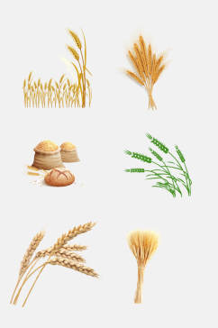 麦穗五谷杂粮小麦大米高粱免抠元素