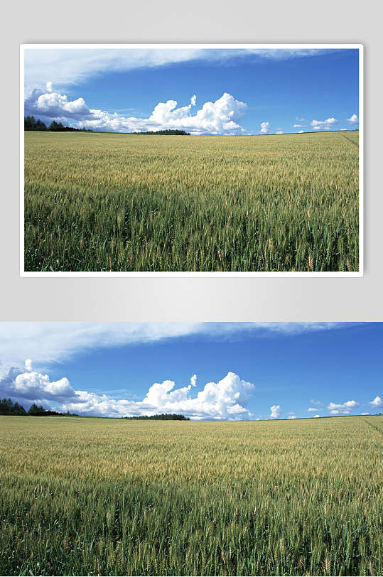 粮食麦穗天空摄影图片