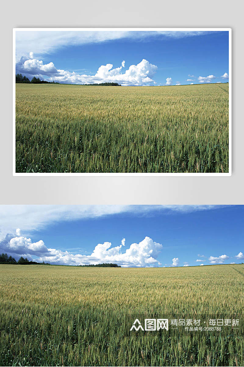 粮食麦穗天空摄影图片素材