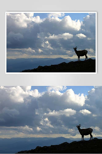 小鹿阴天乌云图片