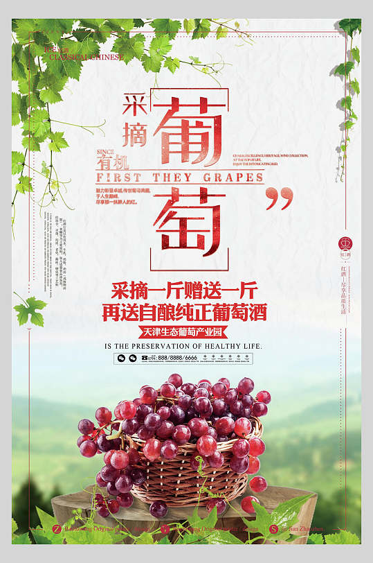 清新采摘葡萄有机农产品促销海报