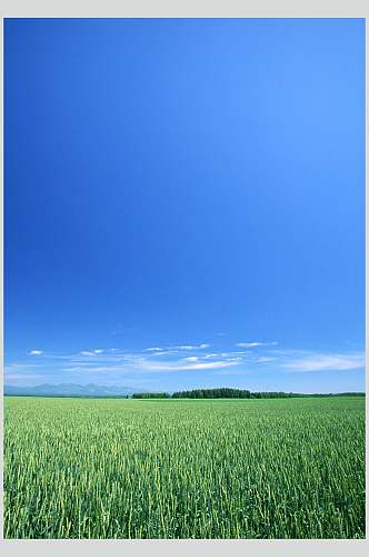 麦田天空风景图片