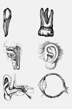 耳朵解剖学人体构造免抠元素